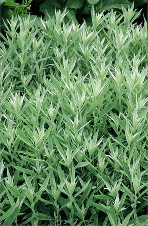 Artemisia ludoviciana 'valerie finnis' is one of the brightest in silver of all perennials thanks to its foliage. Artemesia 'Silver Queen'. Summer leaf foliage perennial ...