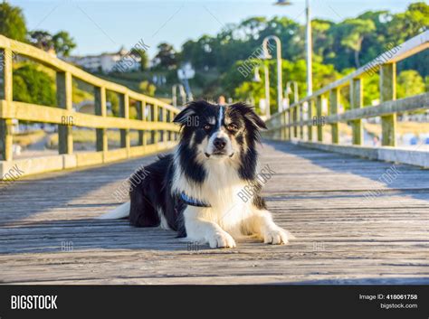 Portrait Border Collie Image And Photo Free Trial Bigstock