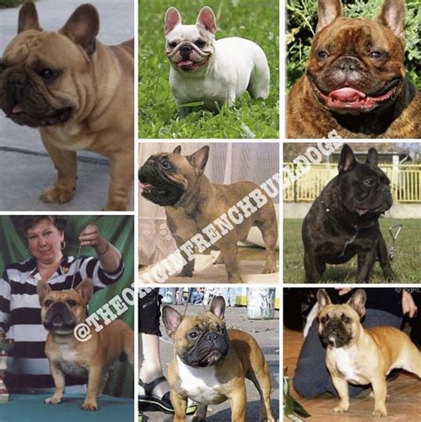 Our History The Origin French Bulldogs Reputable French Bulldog