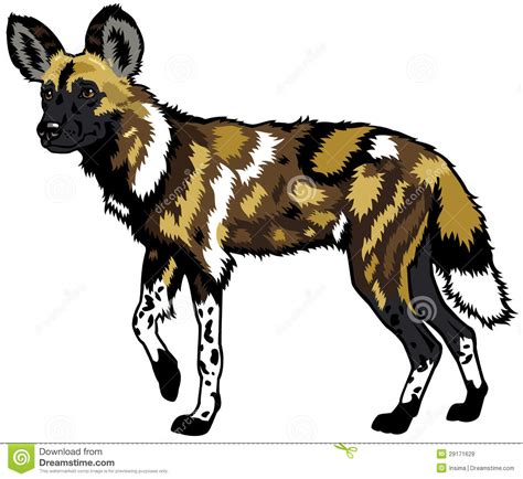 African wild dog stock vector. Illustration of wilderness - 29171629