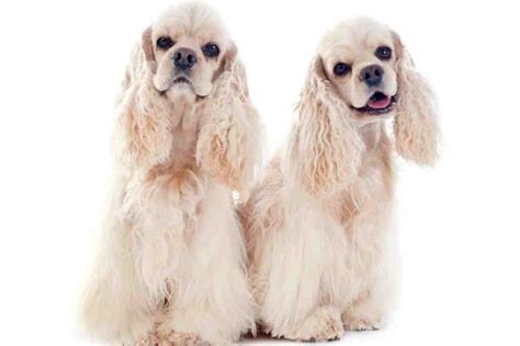 All lyrics displayed by lyricsplanet.com are property of their respective owners. Do Cocker Spaniels Like To Cuddle? - Embora Pets