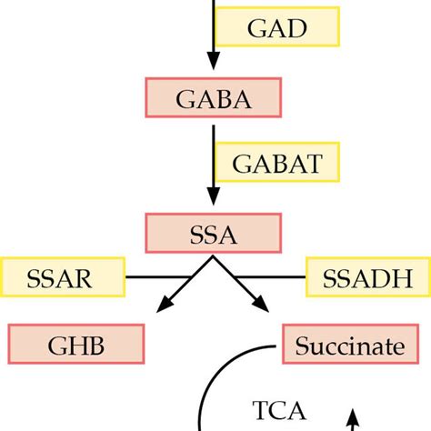 Metabolic Pathway Of γ Amino Butyric Acid Gaba Degradation