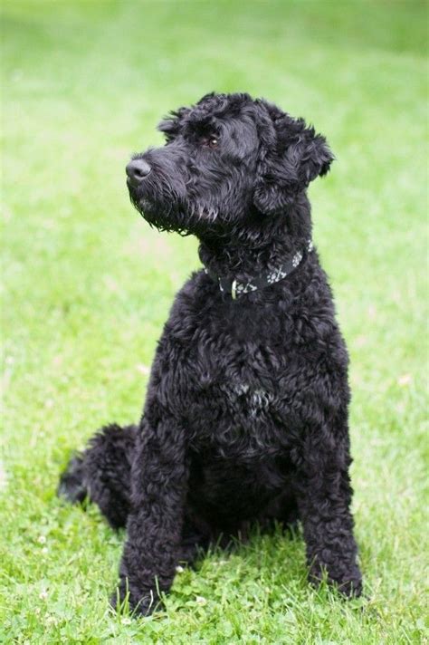 Harrier (a hound class breed) english foxhound (dog from a hunting breed) whippet (a sighthound breed) Image result for portuguese water dog short hair | Water ...