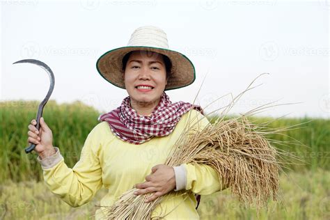 Happy Asian Female Farmer Wear Hat Thai Loincloth Holds Sickle To Harvest Rice Plants At Paddy