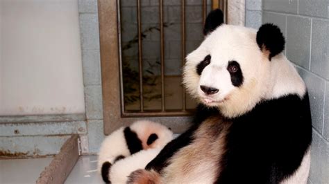 Twin Panda Cubs Born At Zoo Atlanta