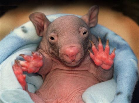 Raising orphaned baby wombats under lockdown. Orphaned wombats headed to the Zoo | The Star
