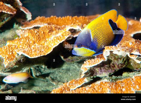 Blue Face Angel Fish Pomacanthus Xanthometopon Stock Photo Alamy