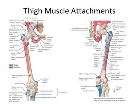 Lower Limb Anatomy Hip And Thigh