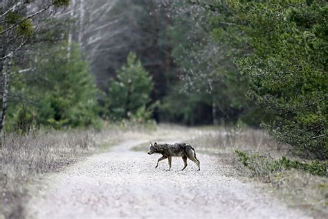 Is Wildlife Thriving In Chernobyls Radioactive Landscape