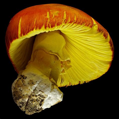 Ceasars Mushroom Amanita Caesarea Flora Obscura