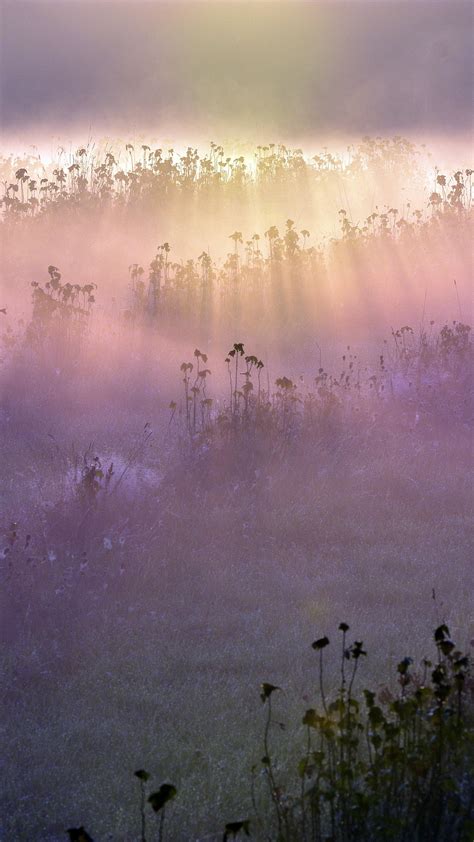 1080x1920 Morning Fog Meadow Fields Flowers Iphone 76s6 Plus Pixel