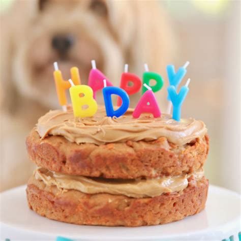 Dog Birthday Cake Brown Eyed Baker Dog Birthday Cake Beef Recipe