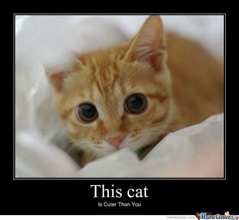 Cute Cat By Tasha12345 Meme Center