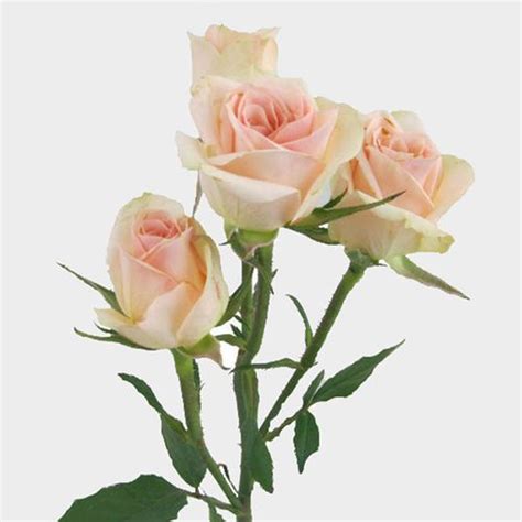 Spray Rose Chablis Wholesale Blooms By The Box