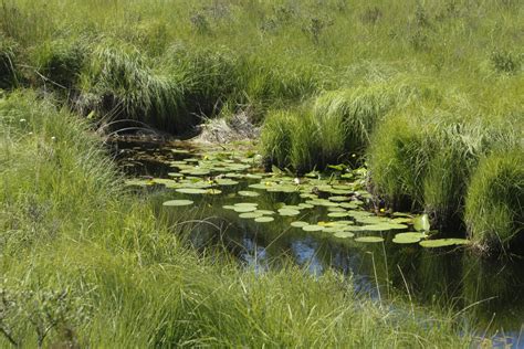 Free Images Water Creek Marsh Swamp Wilderness Lawn Meadow