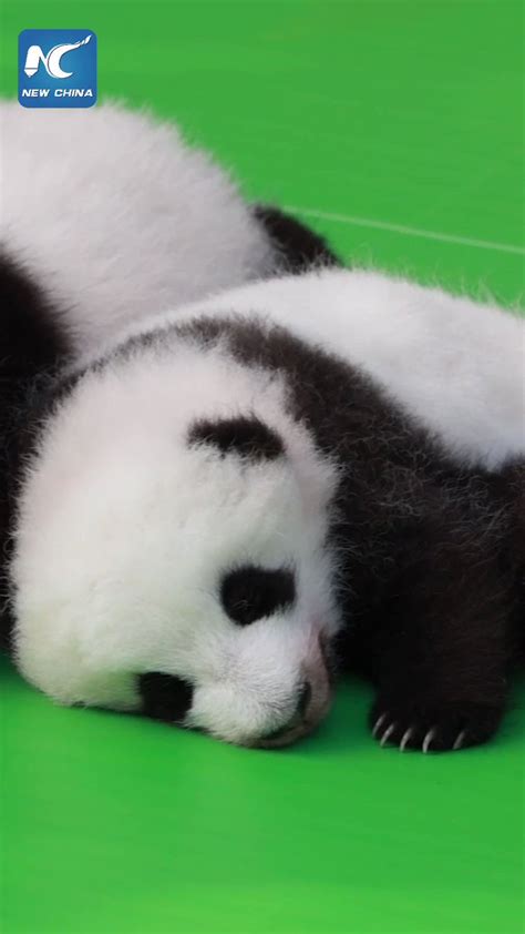 Thirteen Cute Panda Cubs Are Having A Good Time While Meeting The