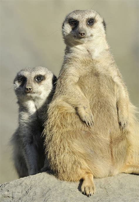 Pair Of African Meerkats Prairie Rat Squirrel Stock Image Image 13478457