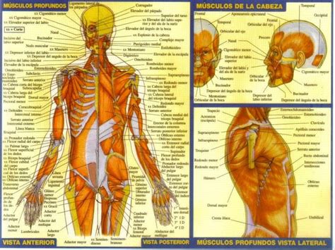 Tum Basico Sistema Muscular