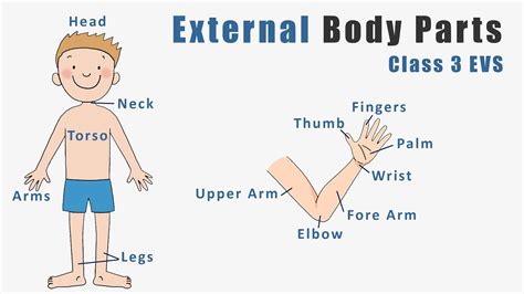 External Body Parts Class 3 Class 3 Evs External Parts Of The Human