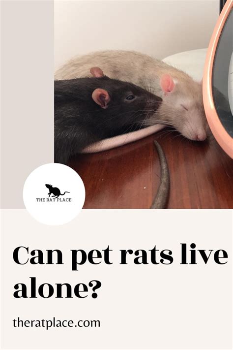 Learn More About Keeping Pet Rats Happy And Health At Theratplace