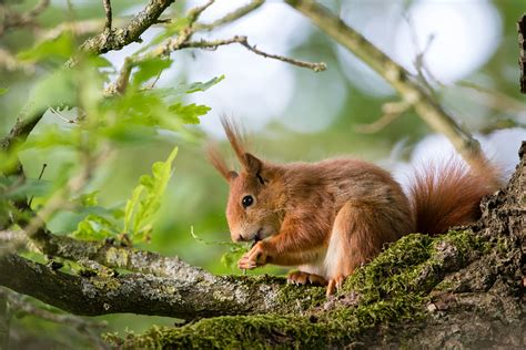 3840x2160 Resolution Brown Squirrel On Tree During Daytime Hd