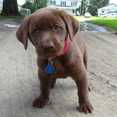 Chocolate Labrador Retriever Puppies For Sale Petsidi