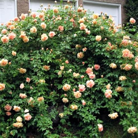 Papi Delbard Rosier Grimpant Famous Roses