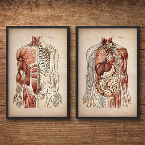 Anatomy Print Set Of Four Anatomy Poster Scientific Illustration