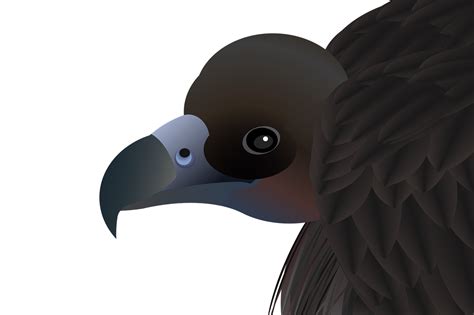 Download Bird Animal Beak Royalty Free Stock Illustration Image Pixabay