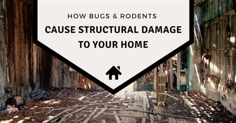 How to keep rats away fill holes, cracks and gaps. How Bugs & Rodents Cause Structural Damage To Your ...