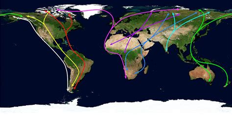 Worldwide Bird Migration Routes Photograph By Science Photo Library