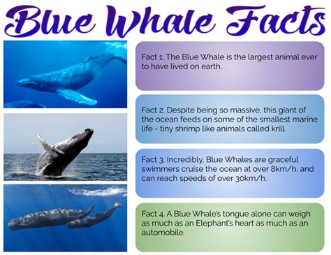Emeline Pt England School Blue Whale Facts