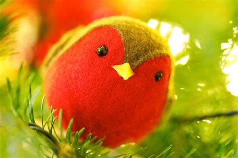 Christmas Robin Free Stock Photo Public Domain Pictures