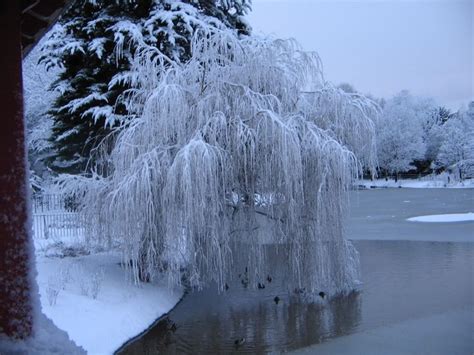 Maybe you would like to learn more about one of these? 43 best Weeping Willow Trees images on Pinterest