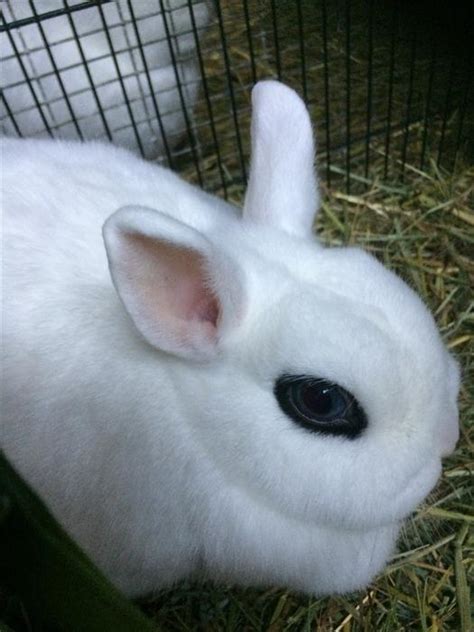 This breed was created by crossing albino dutch, albino polish and a white new zealander. DWARF HOTOT X BLUE EYED WHITE RABBIT FOR SALE Outside ...
