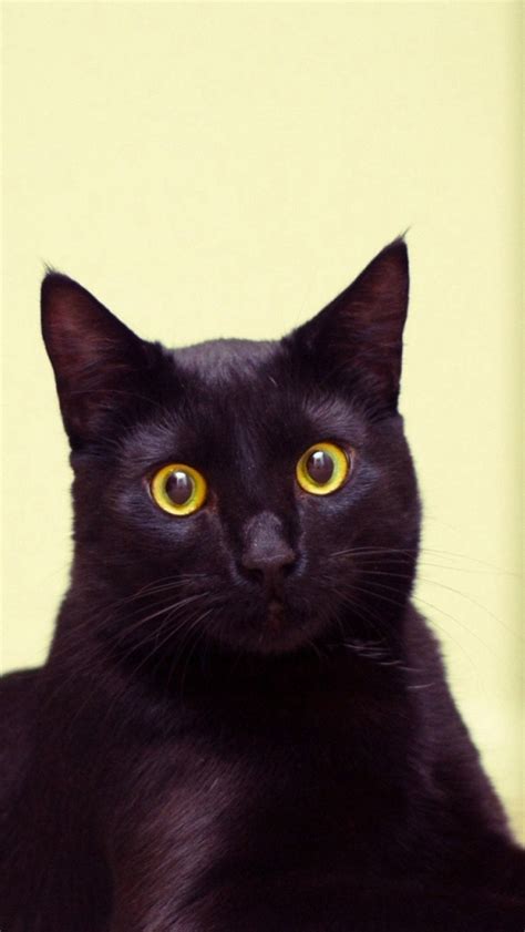 Cat Black Cat Lying Beautiful Iphone Wallpapers Free Download