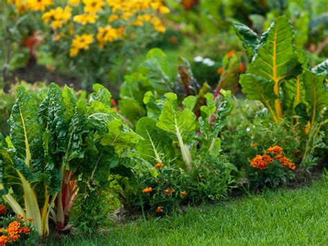 Veggies Herbs And Flowers How To Mix Edible Plants In The Garden