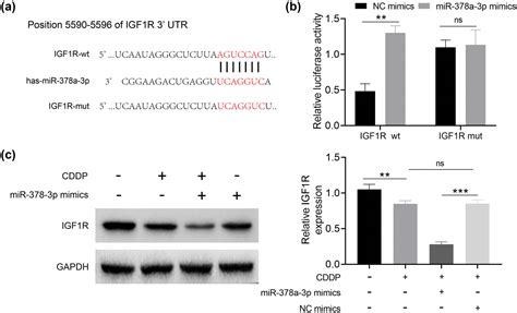 mir 378a 3p regulates glioma cell chemosensitivity to cisplatin through igf1r