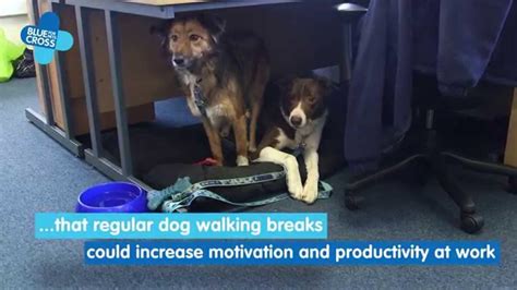 Bringing Your Dog To Work Blue Cross