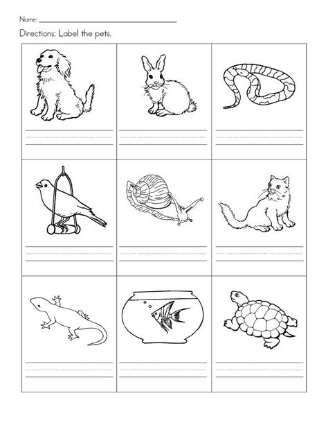 Pets Worksheet For Preschool