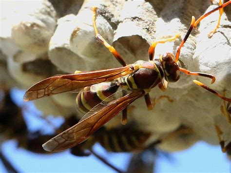 25 Common Wasps In Texas With Pictures 2022