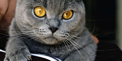 Circa il 30% della popolazione soffre di allergia ai gatti o ai cani, anche se la prima è molto più frequente della seconda. Le 5 razze di gatti più eleganti da tenere in casa | best5 ...
