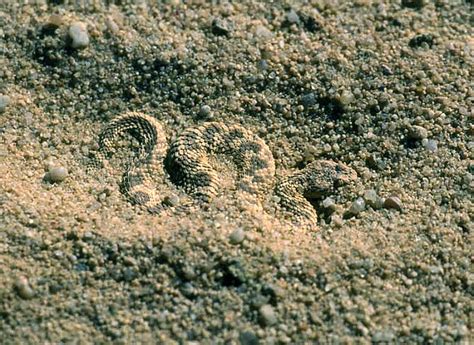 Sahara Sand Vipercerastes Vipera עכן קטן Eyal Bartov Flickr