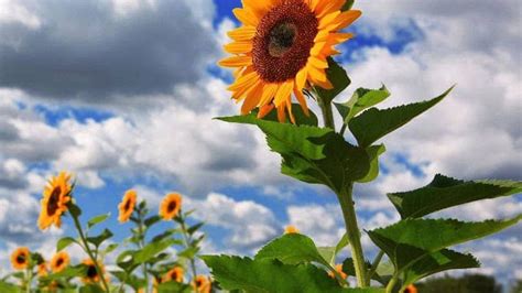 Itu bisa menjadi salah satu tanda kalau bunga matahari ini tidak rewel. Cara Tanam Bunga Matahari Dengan Langkah Lengkap