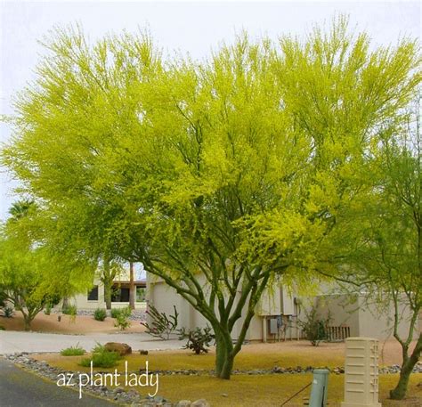 Arizonas State Tree Palo Verde They Provide Dense Shade Sweet Smell