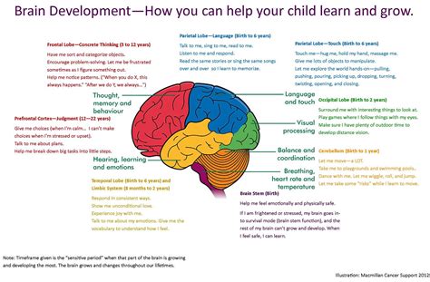 Brain Development How You Can Help Your Child Learn And Grow