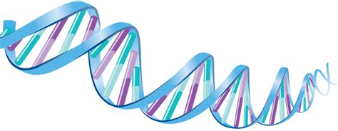 Dna Png Transparent Image Download Size 720x281px