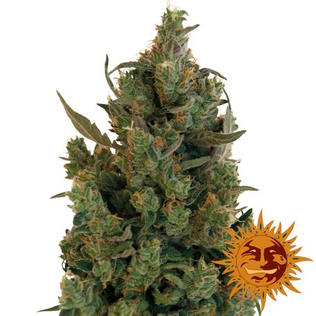 Check out our bad bunny selection for the very best in unique or custom, handmade pieces from our shops. Blue cheese | Golden Harvest