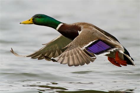 Flickr Photo Showcase Ducks In Flight Birdwatching