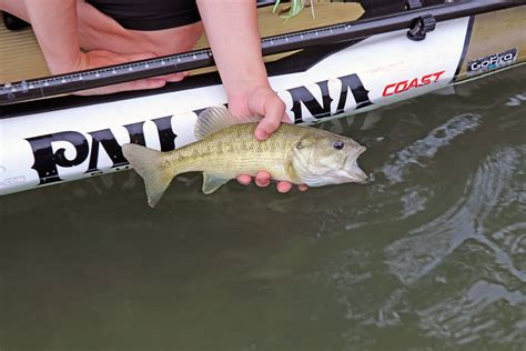 Fishing The Llano River Near Mason Texas Ranch Road 2389 — Texas